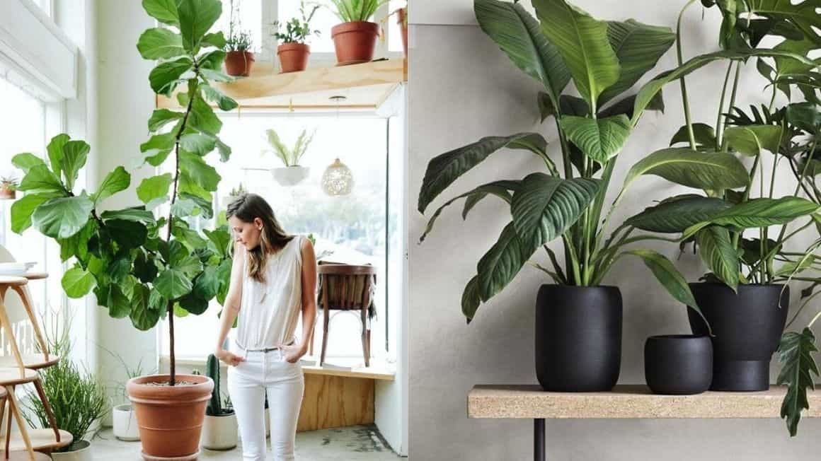 Plantes addict slow home maison nature
