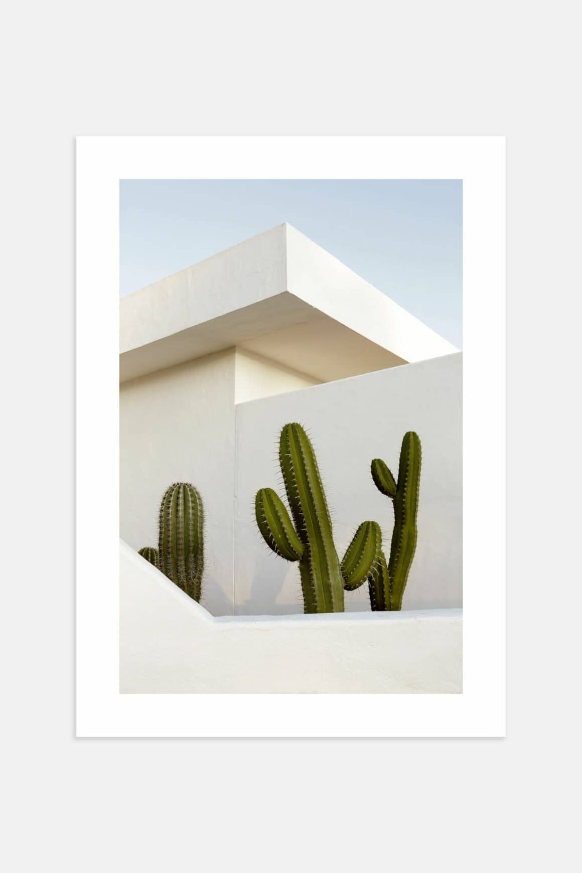 Poster cactus blanc
